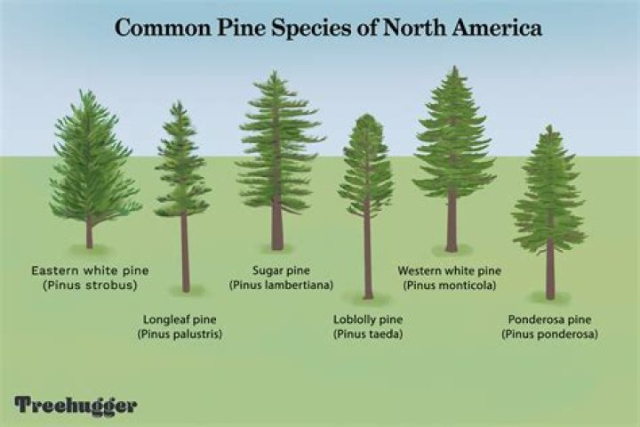 How fast do Virginia pines grow?