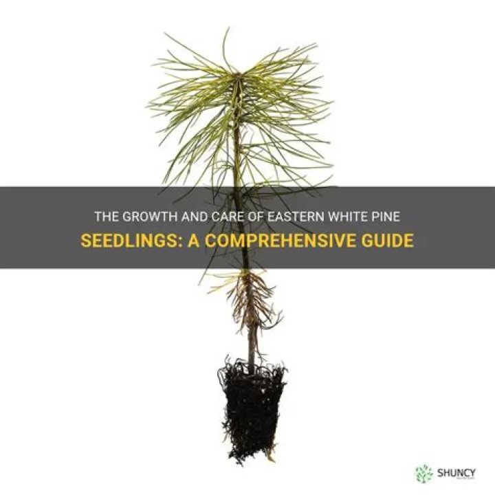 How fast do white pine seedlings grow?