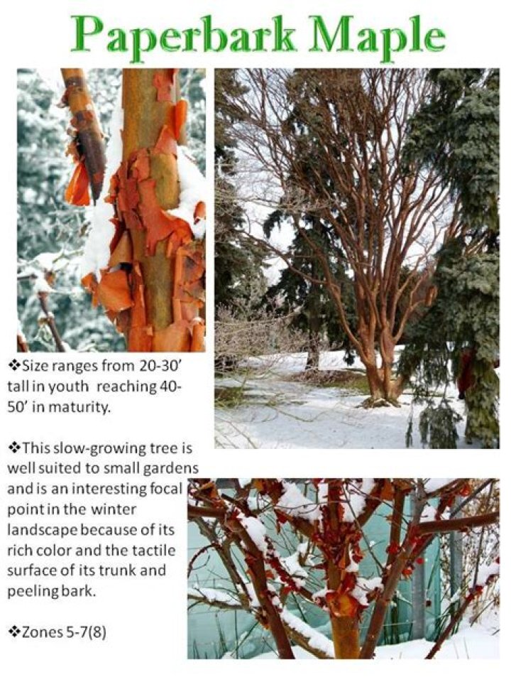 How fast does a paperbark maple grow