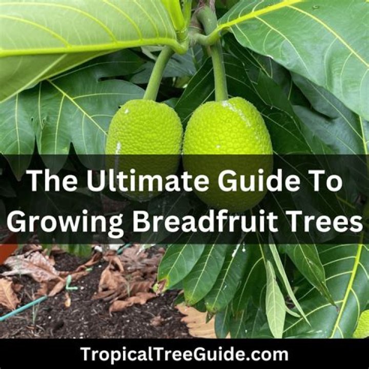 How fast does breadfruit tree grow