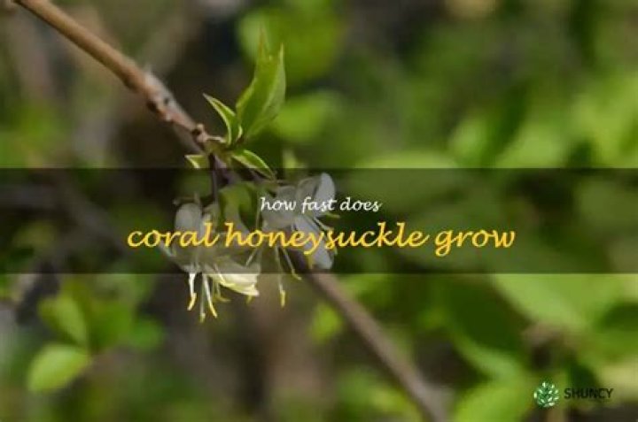 How fast does coral honeysuckle grow