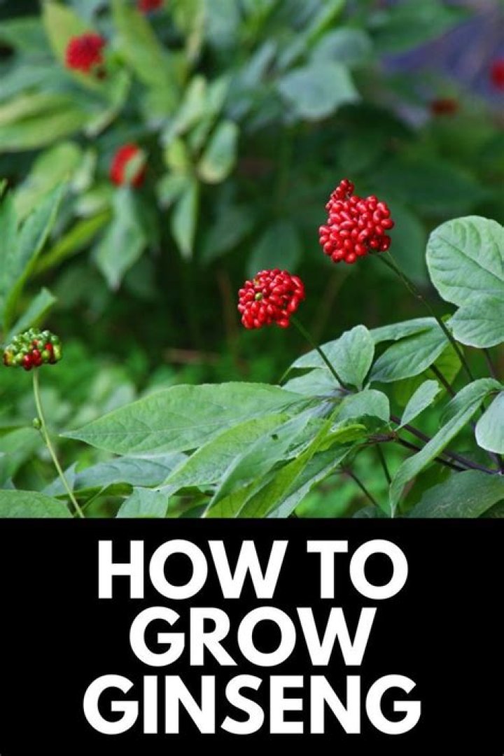 How hard is it to grow ginseng