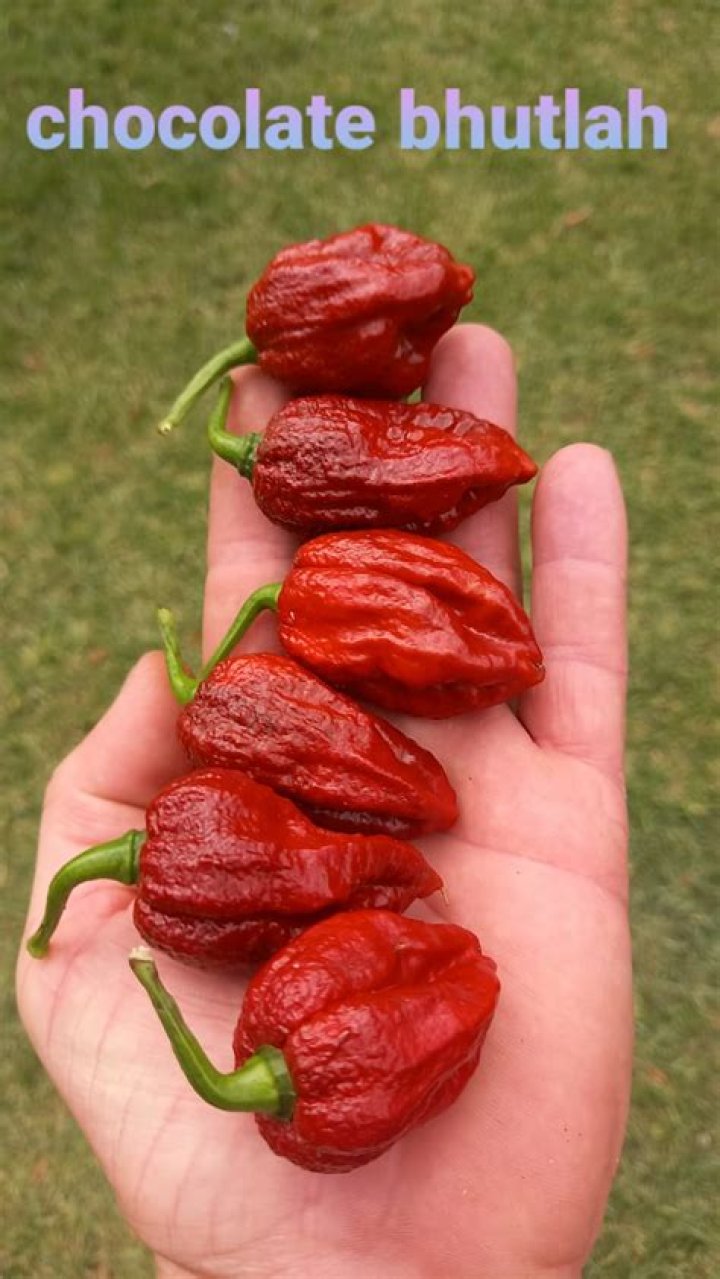 How hot is a chocolate Bhutlah