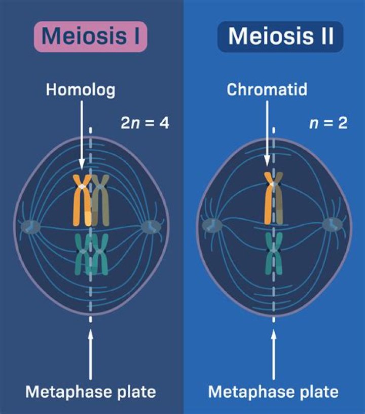 How is metaphase 1 and metaphase 2 alike