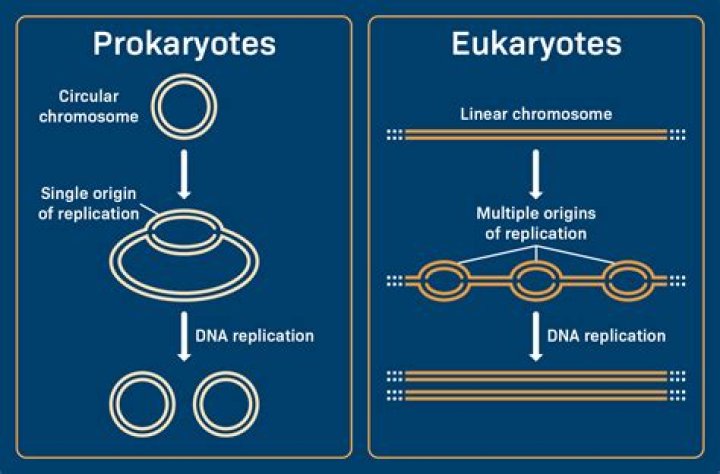 How is replication regulated in eukaryotes
