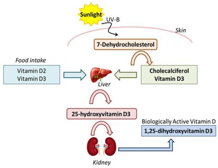 How is vitamin d3 made?