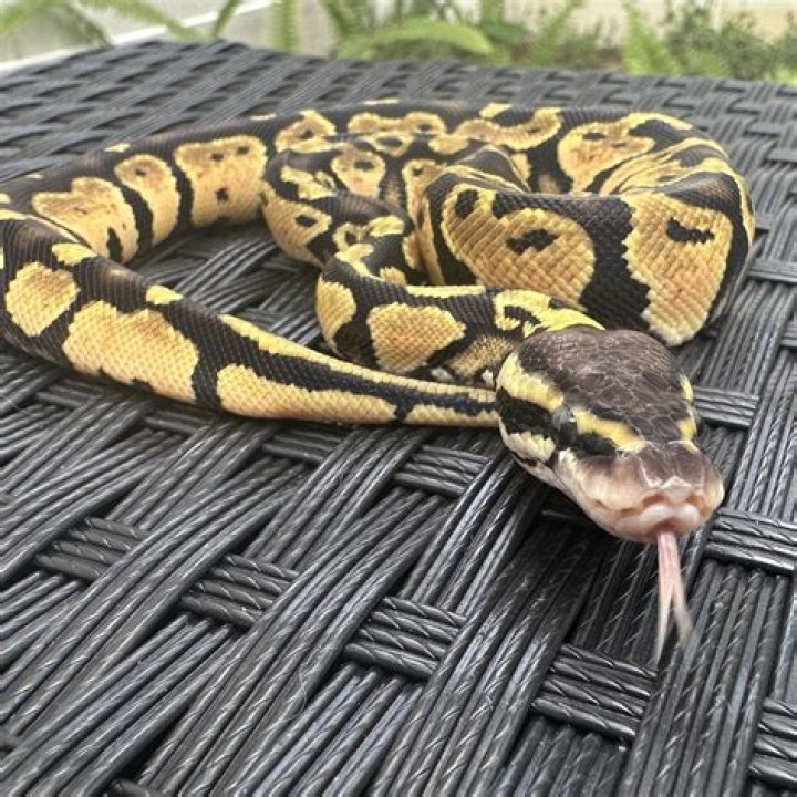 How long can a hatchling ball pythons go without eating?