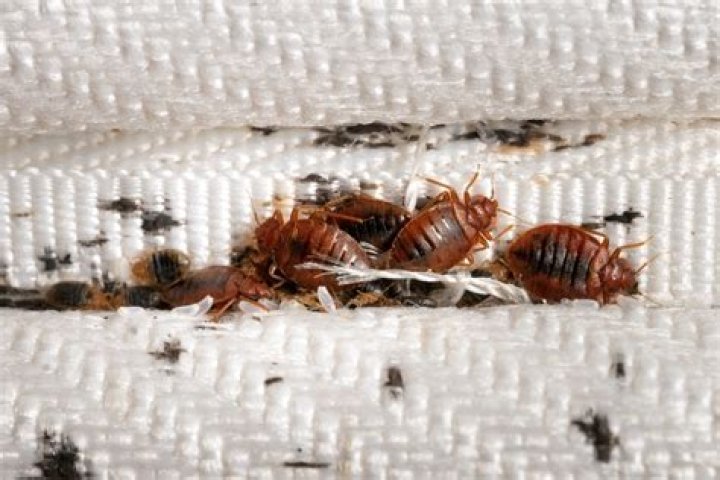 How long can bed bugs live in a Ziplock bag