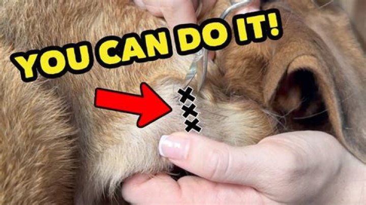 How long can you wait to get stitches dog?