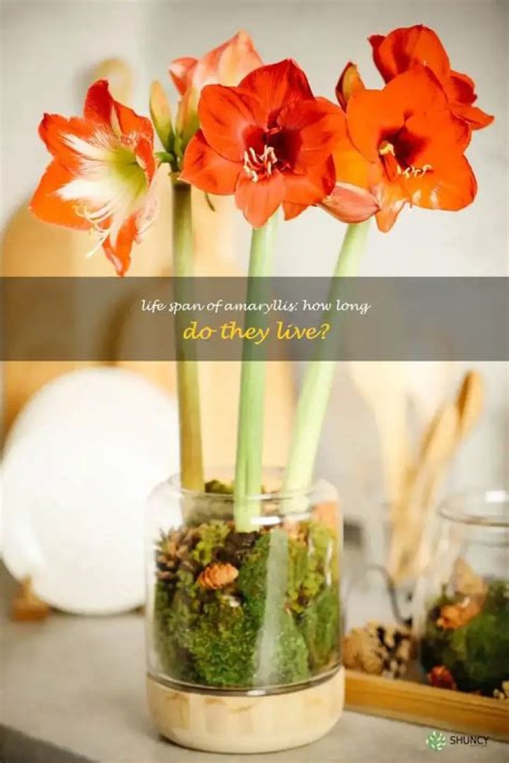 How long do amaryllis plants live