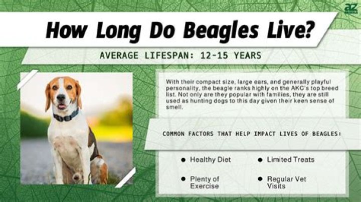 How long do Beagle Bassets live?