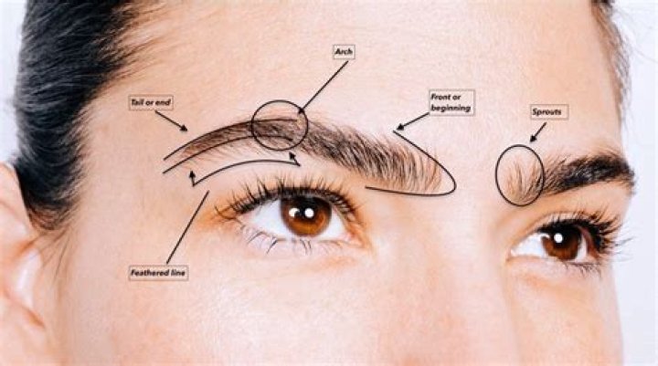 How long do eyebrow hairs last?