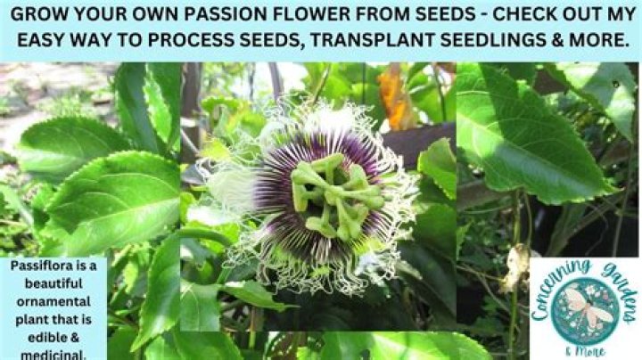 How long do passion flowers last?