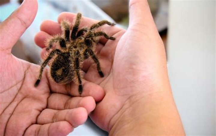 How long do tarantulas live for