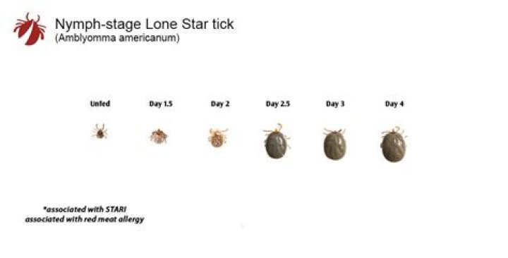 How long do ticks stay on cats?