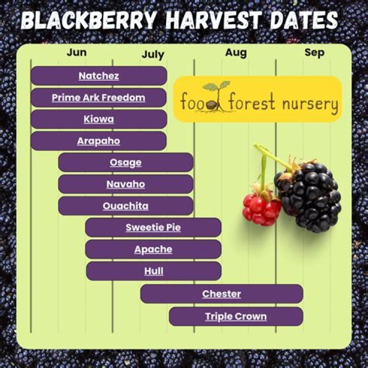 How long does it take for blackberries to go from red to black
