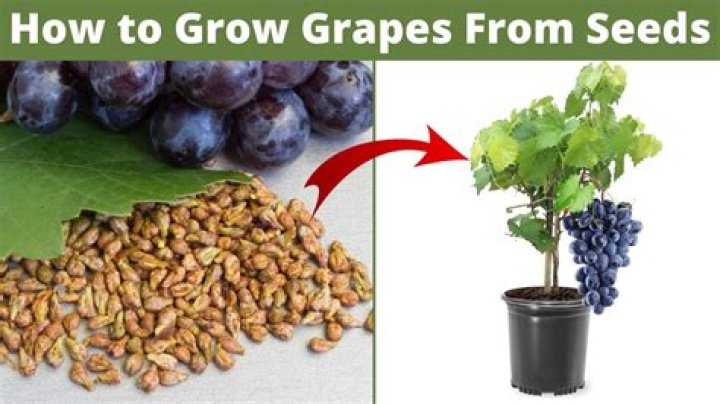 How long does it take for Concord grapes to grow