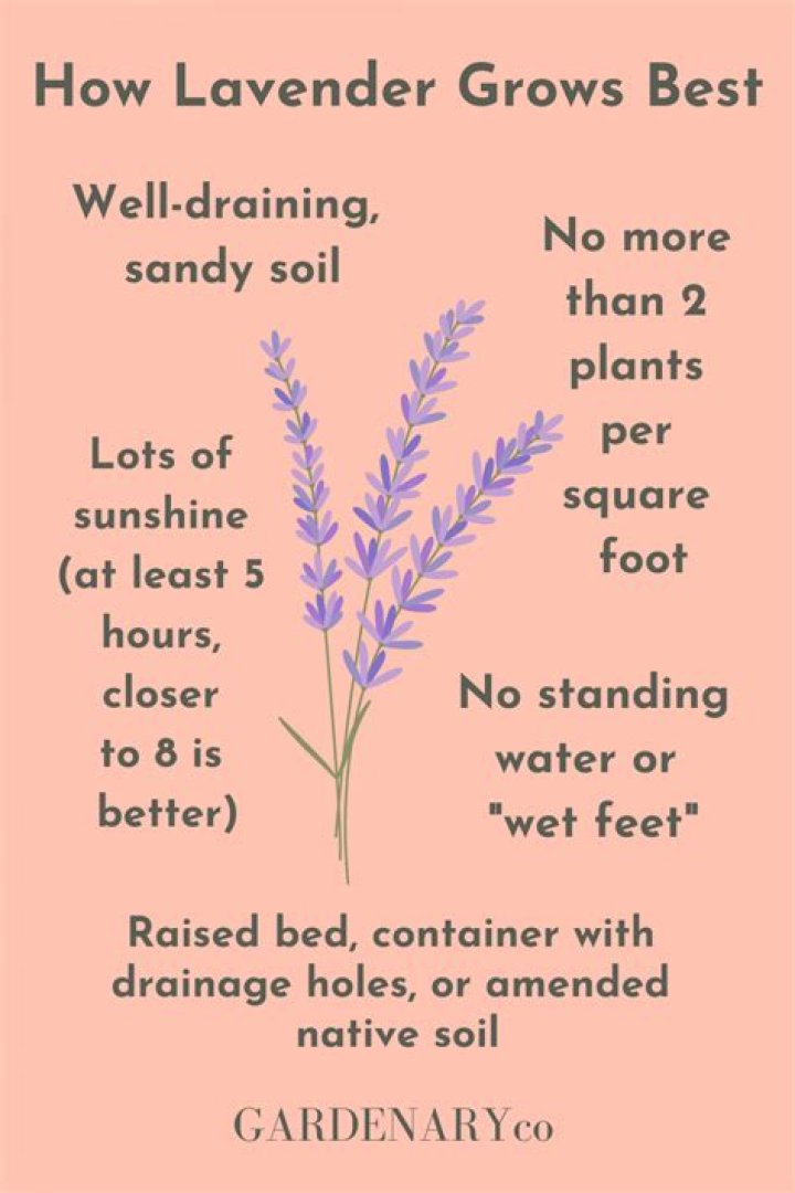 How long does it take for lavender plants to grow