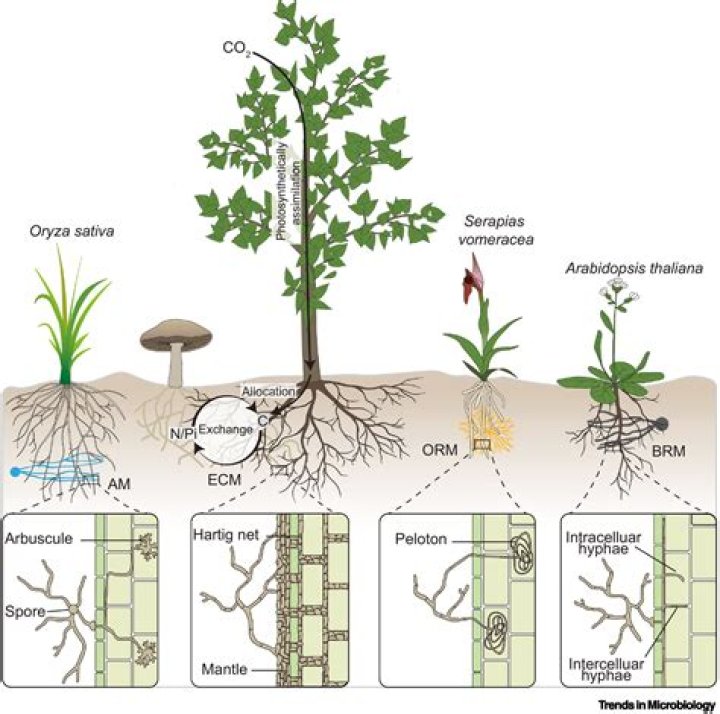 How long does mycorrhizae last
