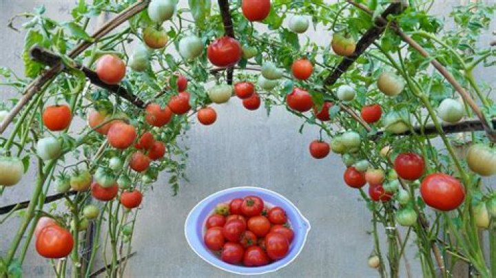 How long does Tomatoes take to harvest?