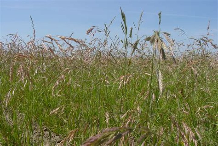 How long will wheatgrass live?