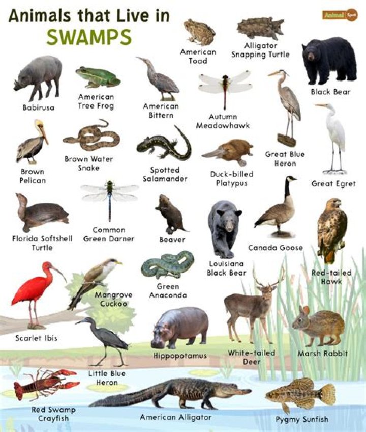How many animals live in freshwater?