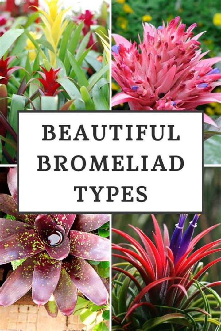 How many different types of bromeliads are there?