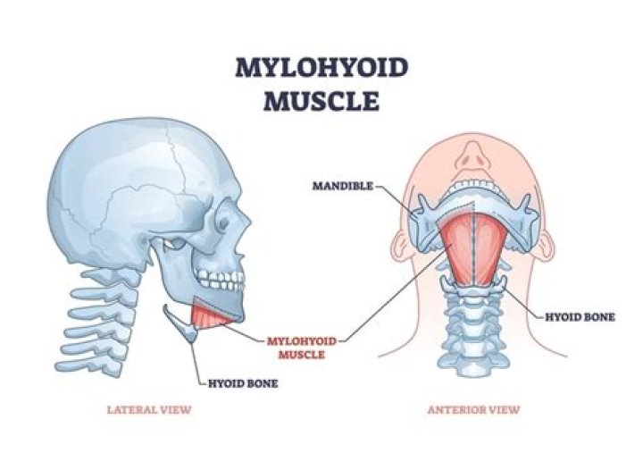 How many muscles attach to the hyoid bone