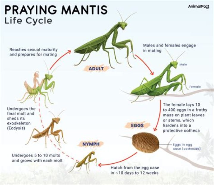 How many praying mantis are in a egg case
