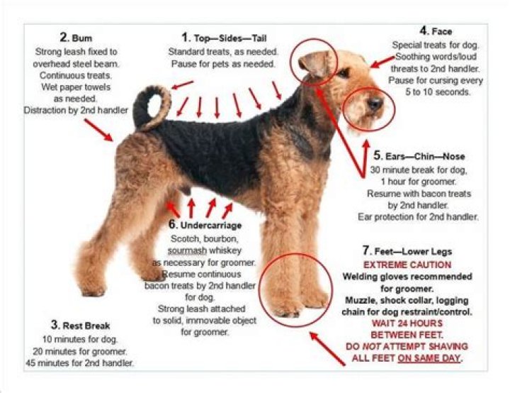 How many puppies do Airedale terriers have?