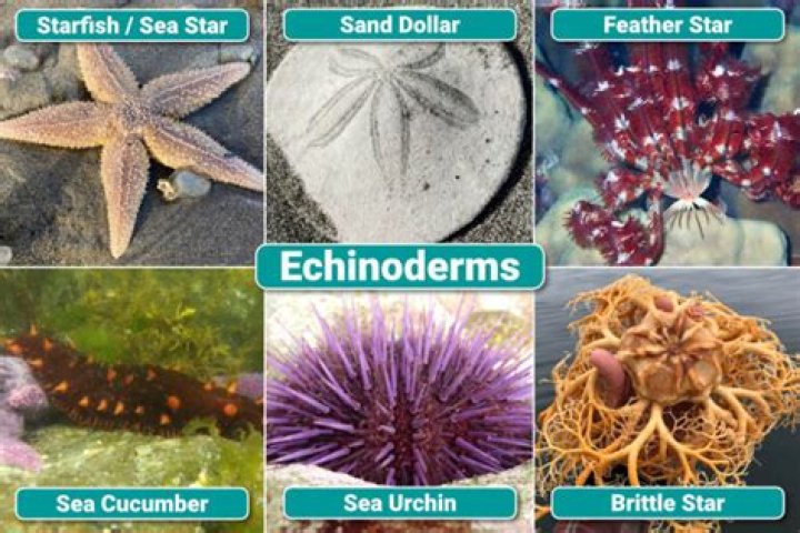 How many species are in the echinodermata phylum?