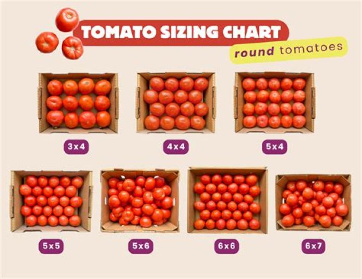 How many tomatoes make a quart of sauce?