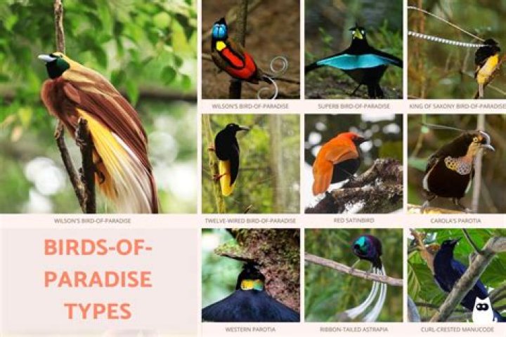 How many types of bird of paradise are there?