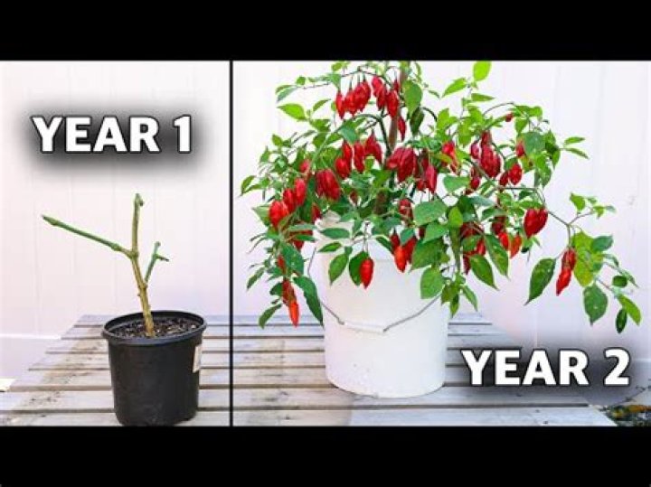 How many years do chilli plants last