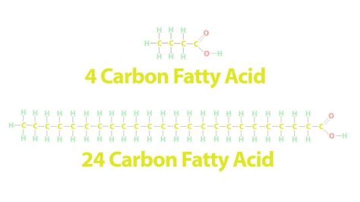 How much ATP does a 12 carbon fatty acid produce