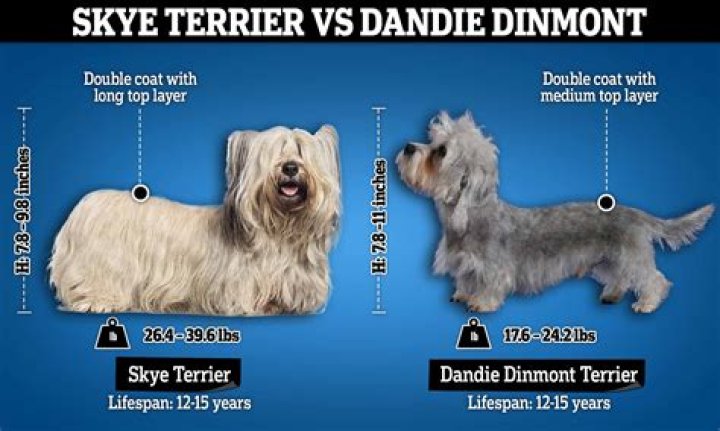 How much do Dandie Dinmont terrier puppies cost