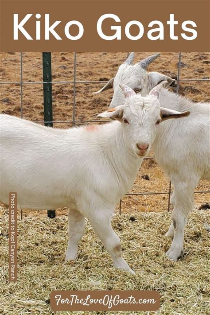 How much do Kiko goats sell for