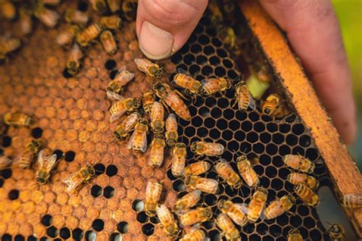 How much does an Italian queen bee cost?