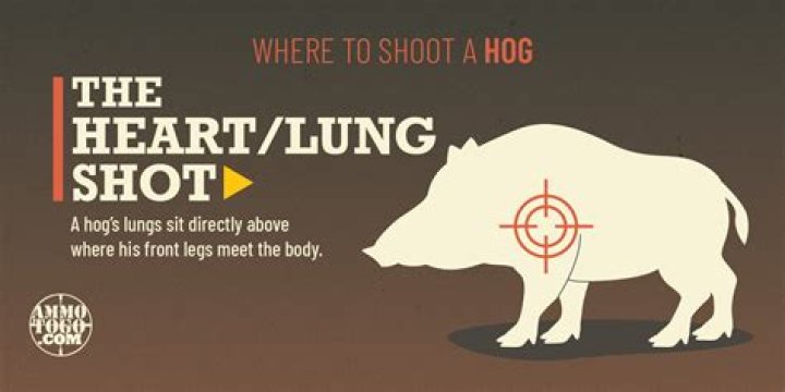 How much does it cost to shoot hogs out of a helicopter?