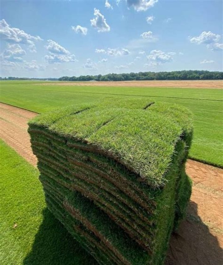 How much is sod in MN