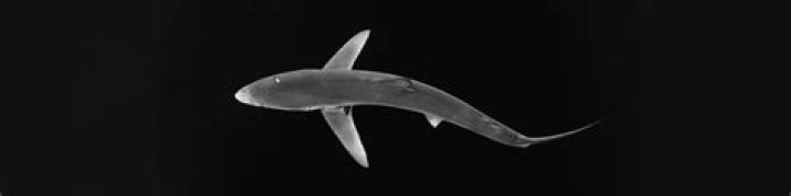 How often do sharks reproduce?