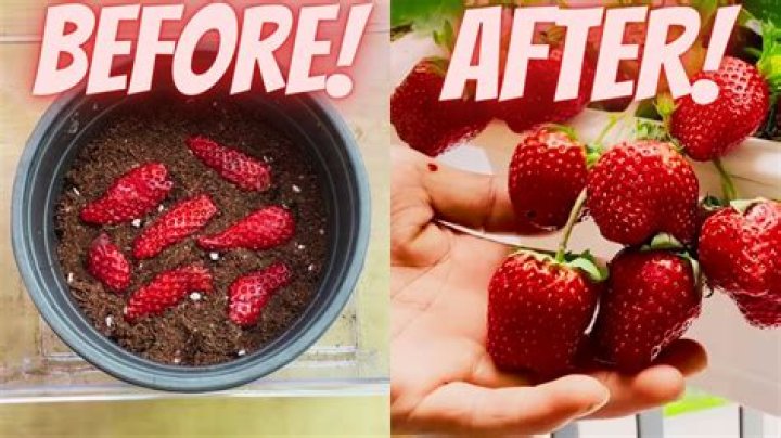 How often do you water everbearing strawberries?