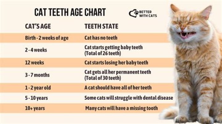 How old is a junior cat?