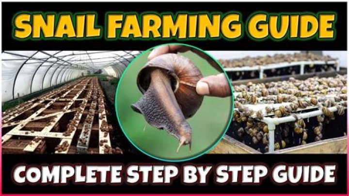 How profitable is snail farming in Ghana?