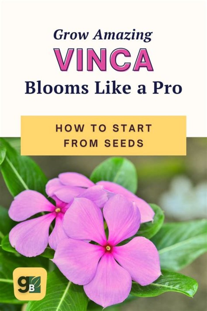 How quickly does Vinca spread?
