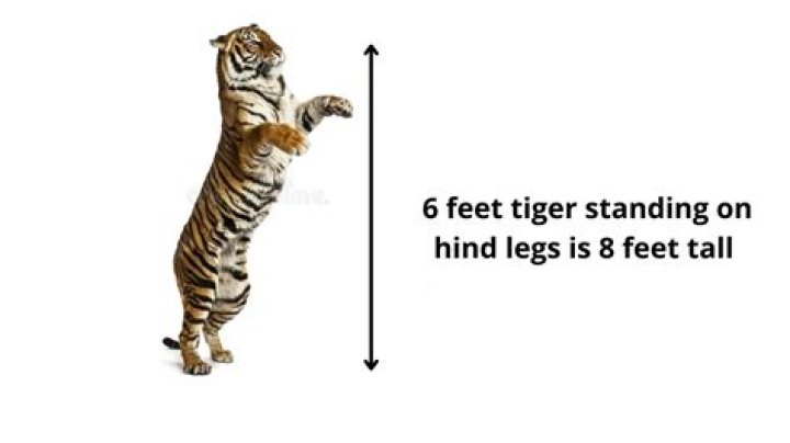How tall are tigers standing?