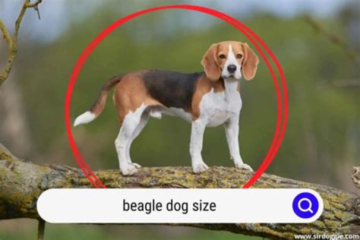 How tall do beagles get?