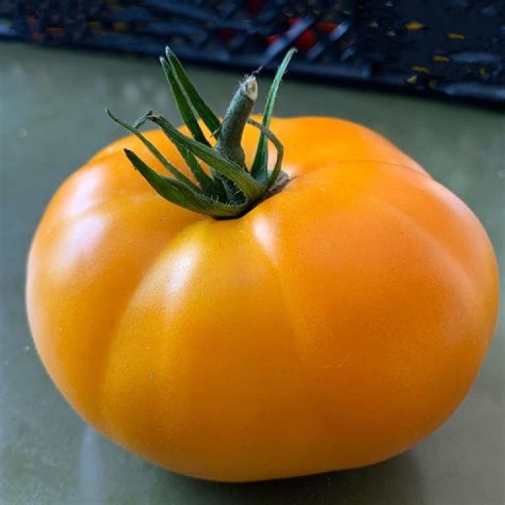 How tall do Brandywine tomatoes get