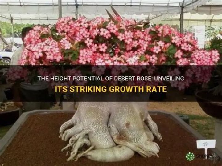How tall do Desert Rose grow