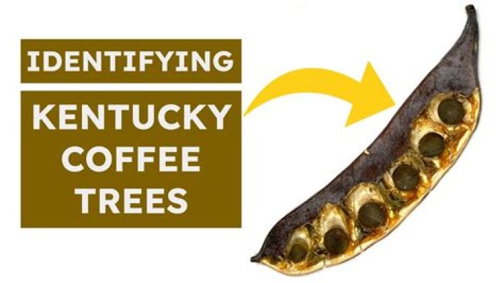 How tall do Kentucky coffee trees grow